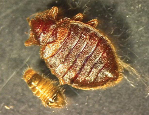 https://www.northeastipm.org/neipm/assets/Image/Insights/Bed-bug-compared-to-carpet-beetle.jpeg