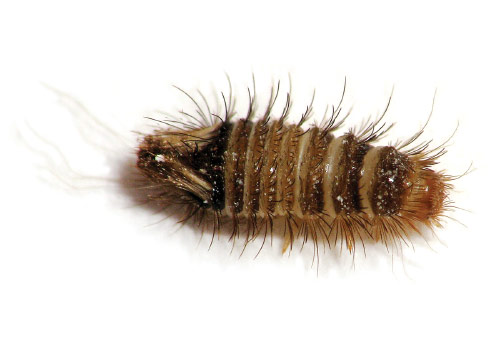 https://www.northeastipm.org/neipm/assets/Image/Insights/Varied-carpet-beetle-larva.jpeg