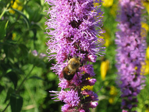 Pollinator Losses in the Northeastern United States - Northeastern IPM  Center