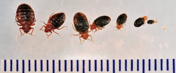 Bed Bug Prevention and Control for Health Workers - Northeastern IPM Center