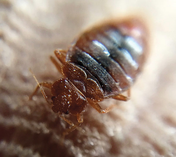 Close-up of an adult bed bug.