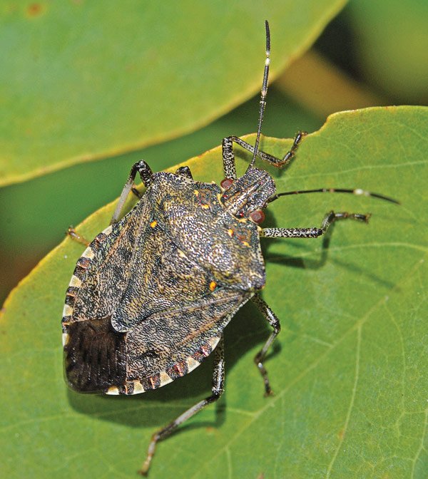 Adult brown marmorated stink bug.