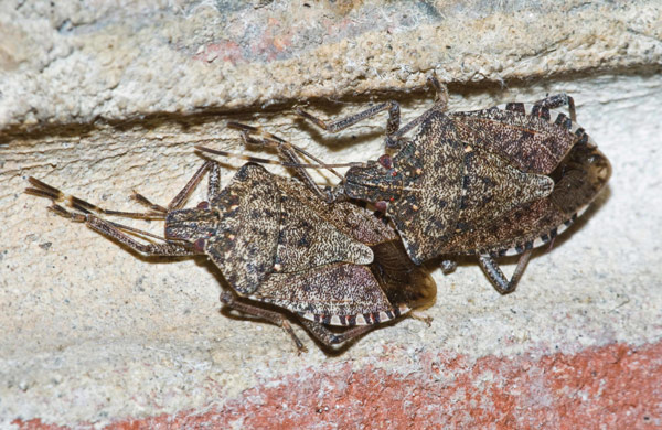 Adult stink bugs. Photo: Susan Ellis, Bugwood.org.