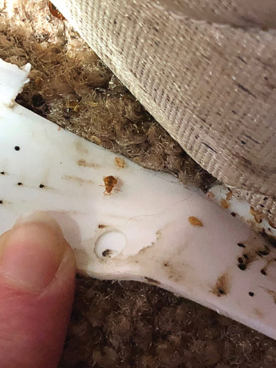 Bed bugs in cracks and crevices of a mattress.