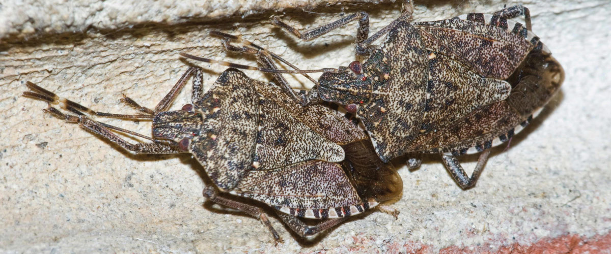 Brown Marmorated Stink Bugs: When You Go Inside to Escape the Autumn Chill, They're Not Far Behind