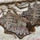 Brown Marmorated Stink Bugs: When You Go Inside to Escape the Autumn Chill, They're Not Far Behind