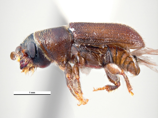 Southern Pine Bark Beetle
